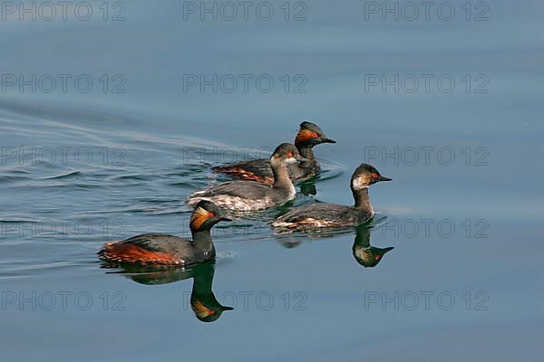 Black-necked Grebe