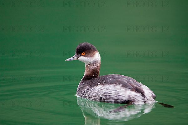 Black-necked grebe