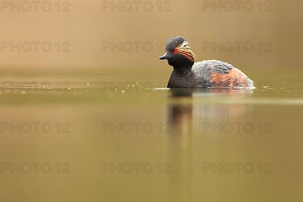 Black-necked Grebe