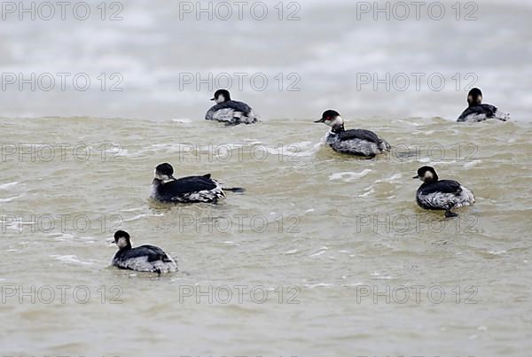 Black-necked grebe