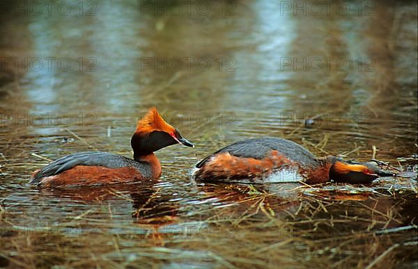 Horned grebe