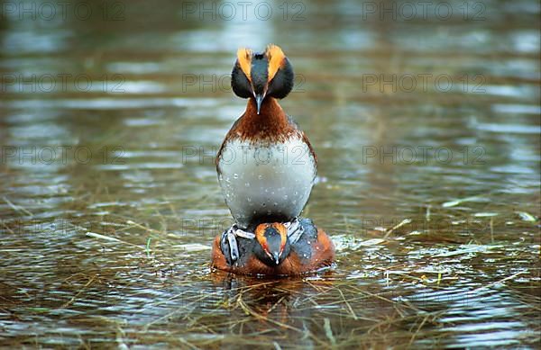 Horned grebe