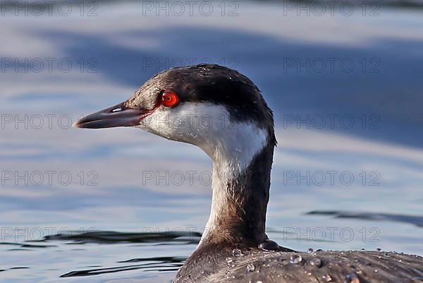 Horned grebe