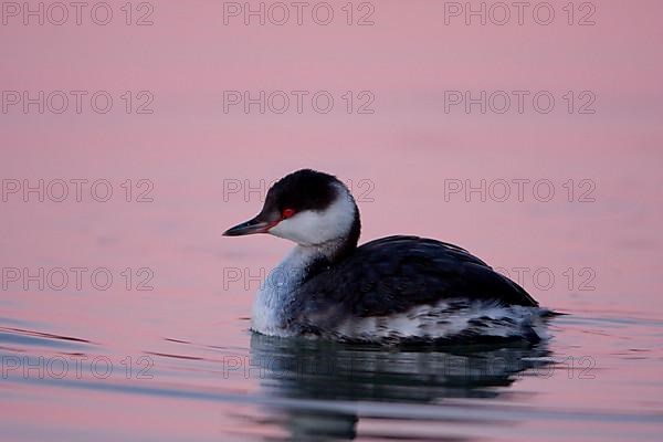 Horned grebe