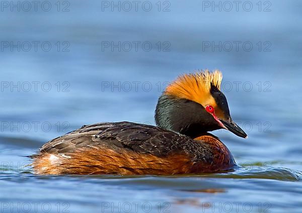 Horned grebe