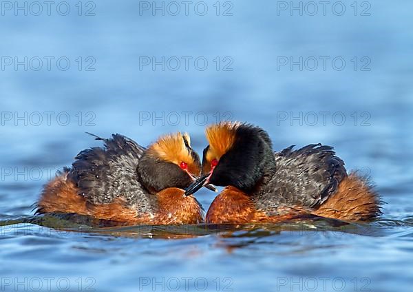 Horned grebe