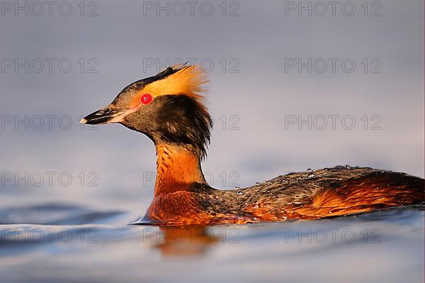 Slavonian Grebe