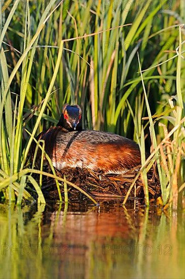 Slavonian Grebe