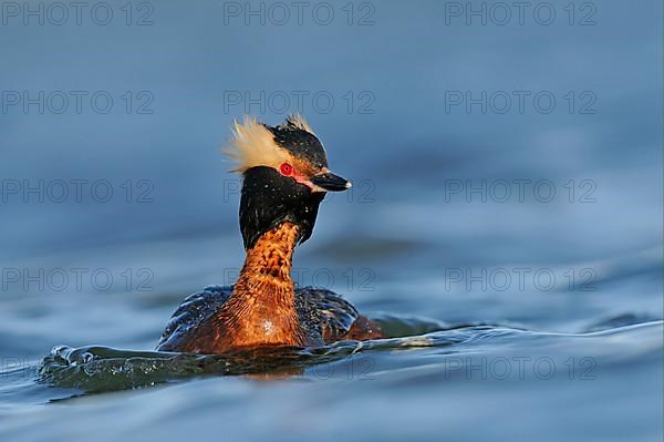 Slavonian Grebe