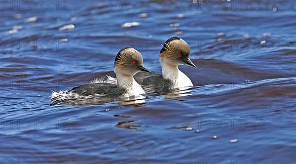 Silvery grebe