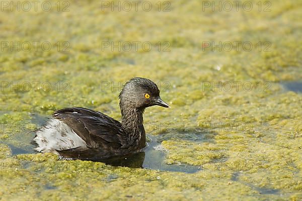 Least Grebe