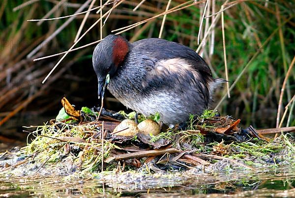 Little Grebe