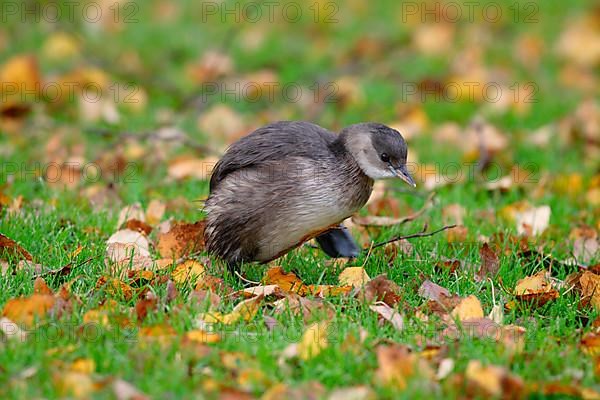 Little Grebe