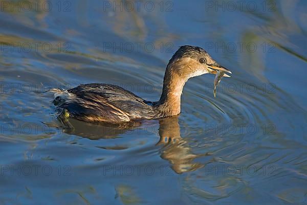 Adult piscivorous little grebe