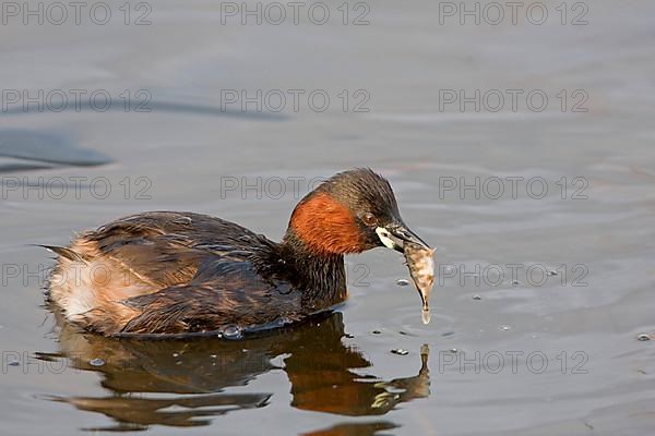 Little grebe