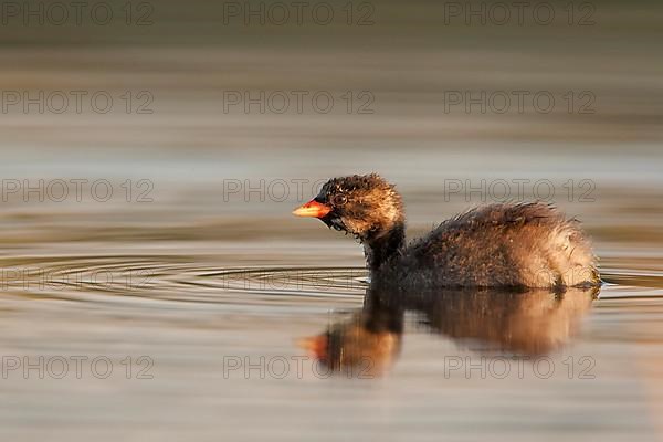 Little Grebe