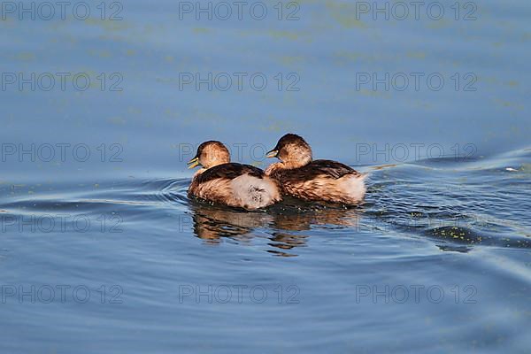 Little Grebe