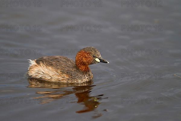 Little grebe