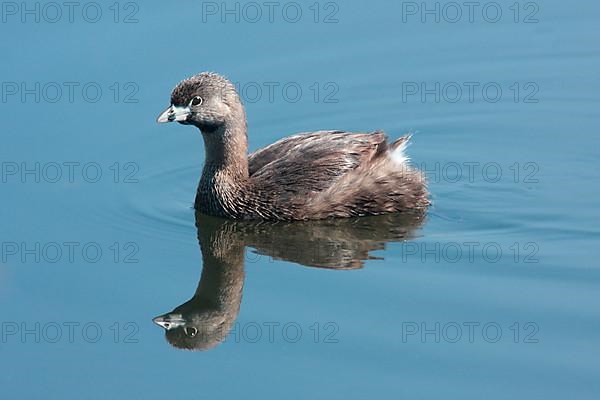 Bar-billed Grebe