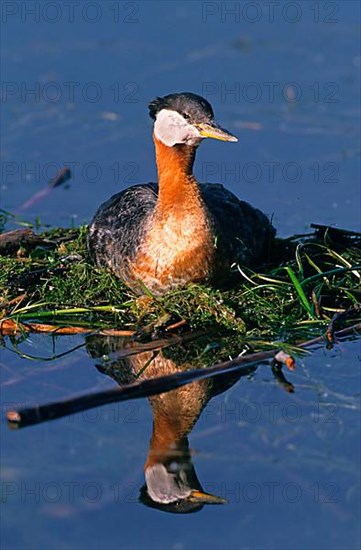 Nesting red-necked grebe