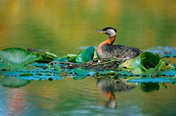 Red-necked Grebe