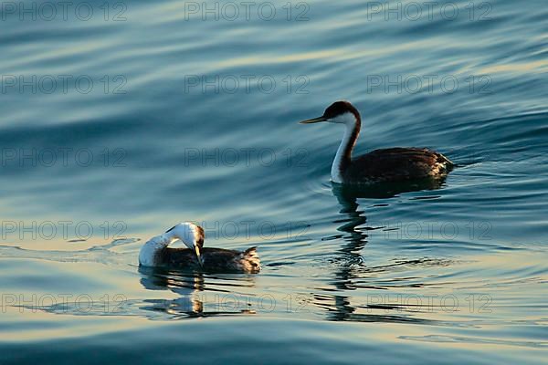 Western grebe