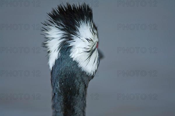 Adult white-tufted grebe