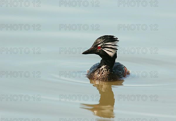 Adult white-tufted grebe