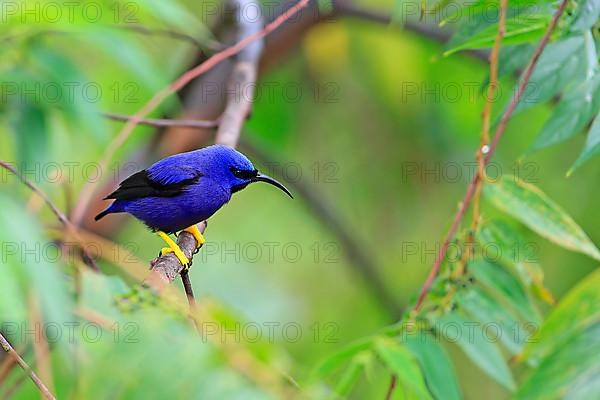 Purple Honeycreeper