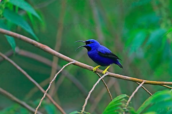 Purple Honeycreeper