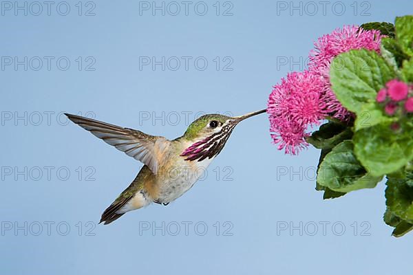 Calliope Hummingbird