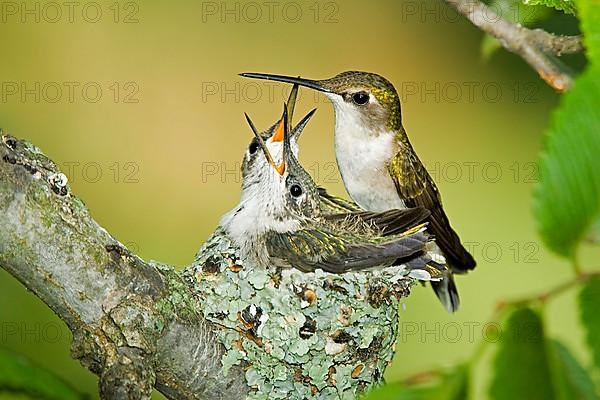 Ruby-throated hummingbird