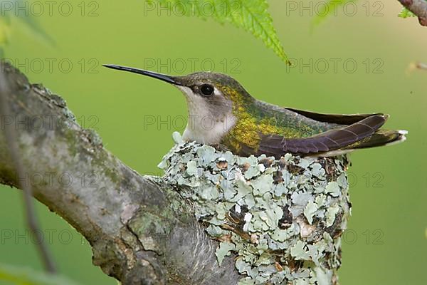 Ruby-throated hummingbird