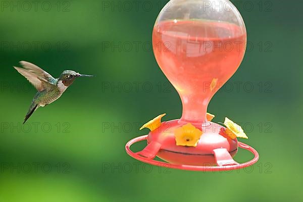 Ruby-throated Hummingbird