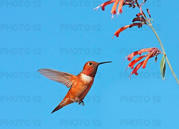 Rufous Hummingbird