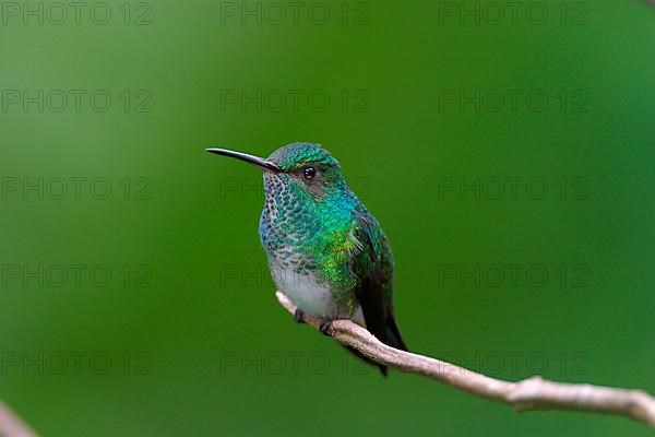 Blue-chinned Sapphire