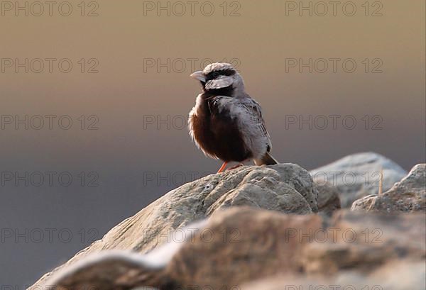 Ashy-crowned sparrow-lark