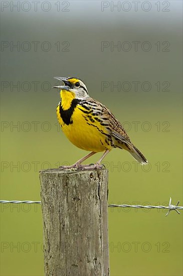 Eastern Meadowlark