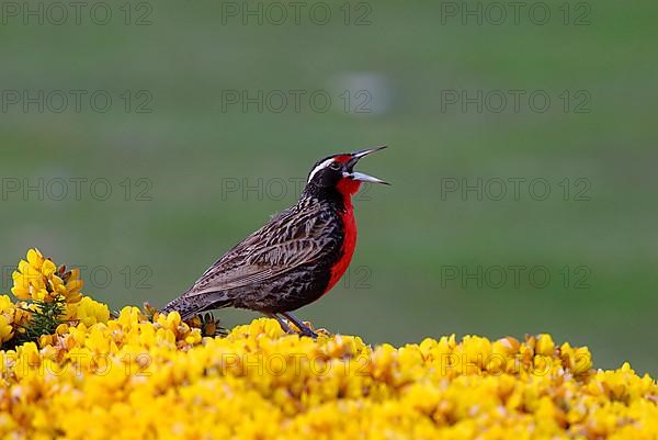 Long-tailed meadowlarks