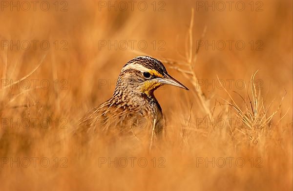 Western Meadowlark