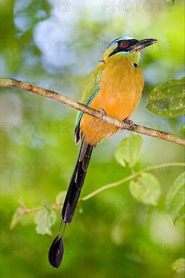 Blue-crowned motmot