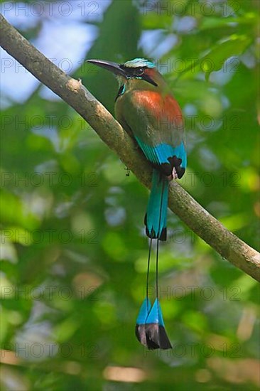 Turquoise-browed Motmot