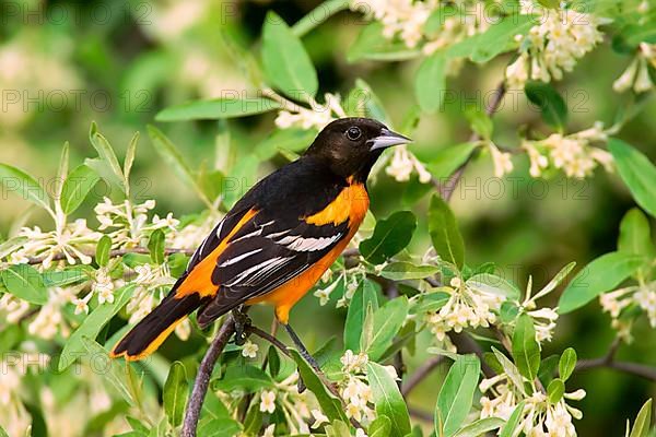 Baltimore baltimore oriole