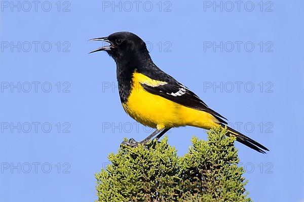 Scott's Oriole