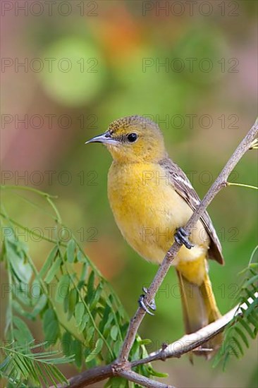 Hooded Oriole