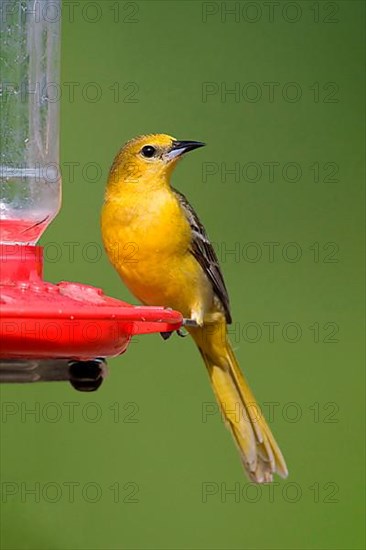 Hooded Oriole