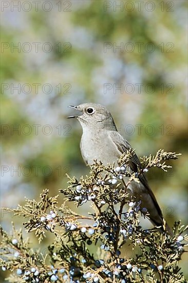 Townsend's Solitaire