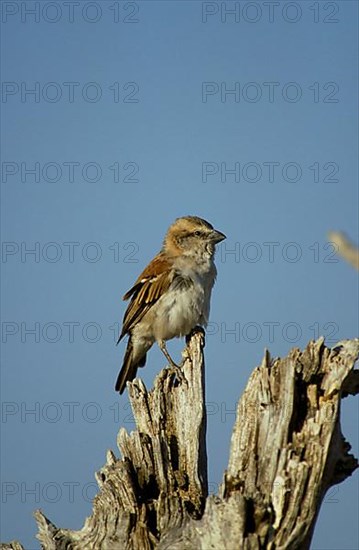 Cape sparrow