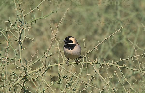 Cape Sparrow