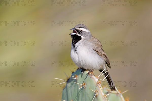 Black-throated Sparrow